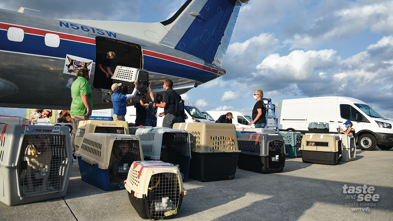 Peggy Adams Animal Rescue League rescued 70 dogs as a result of the recent severe winter storms in Texas.