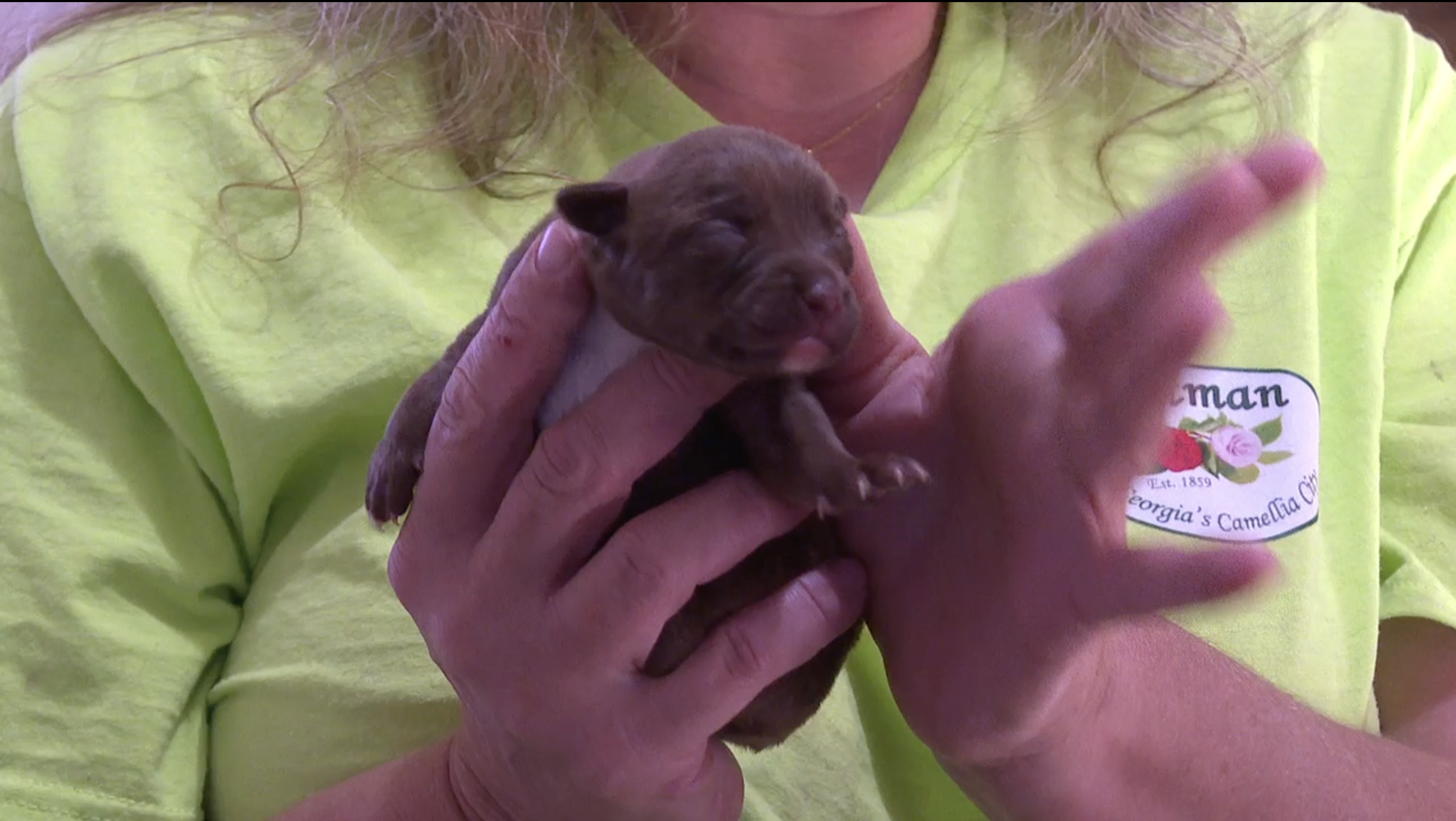 Suspected distemper cases put Quitman on alert