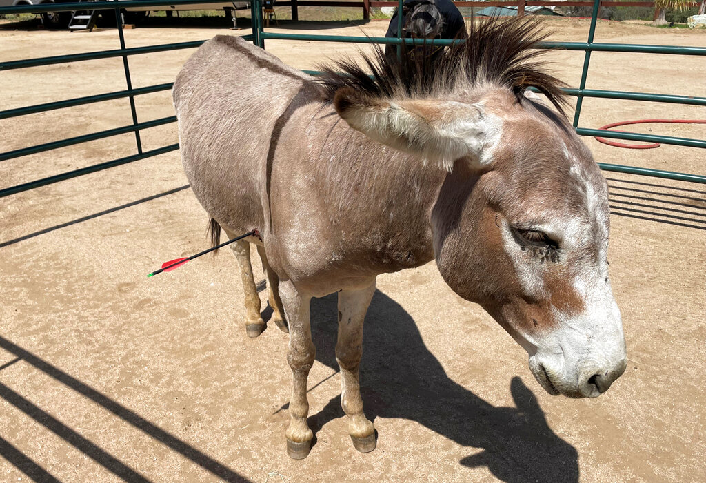 Wild Burro-Arrow Attack