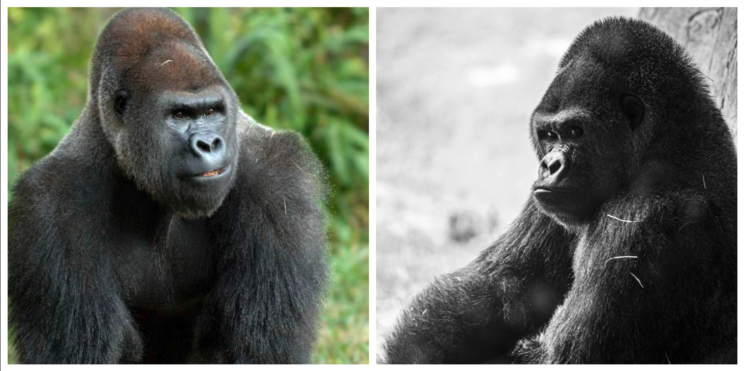 Sim Sim Busch Gardens.png