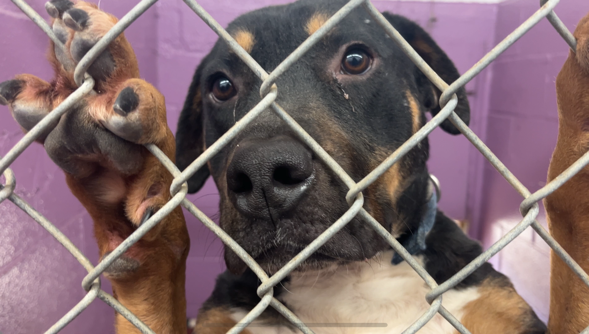 Mercer County Animal Cruelty Case