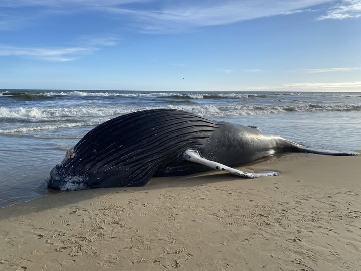 Washedupwhale.jpg