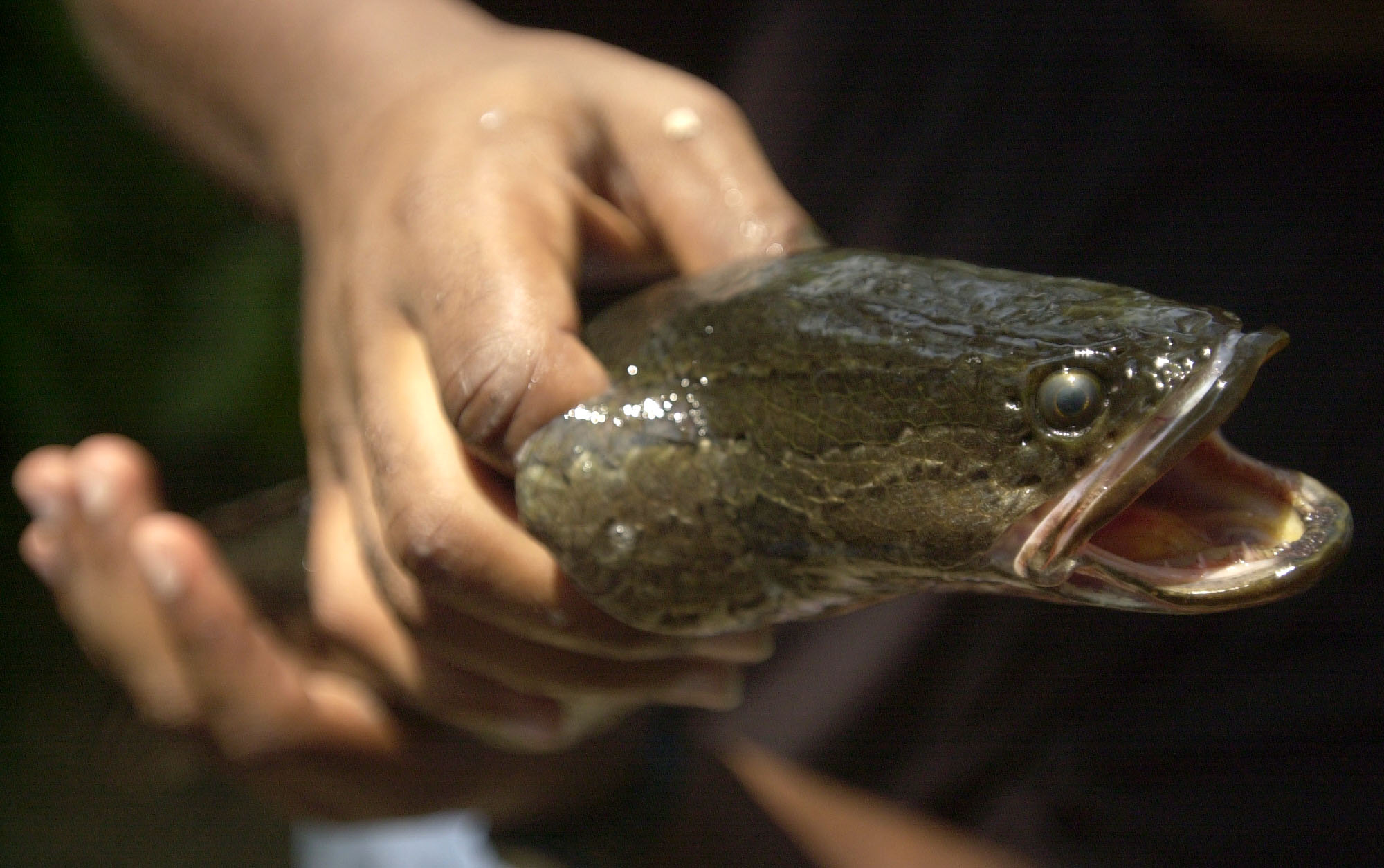 THOMPSON, SNAKEHEAD
