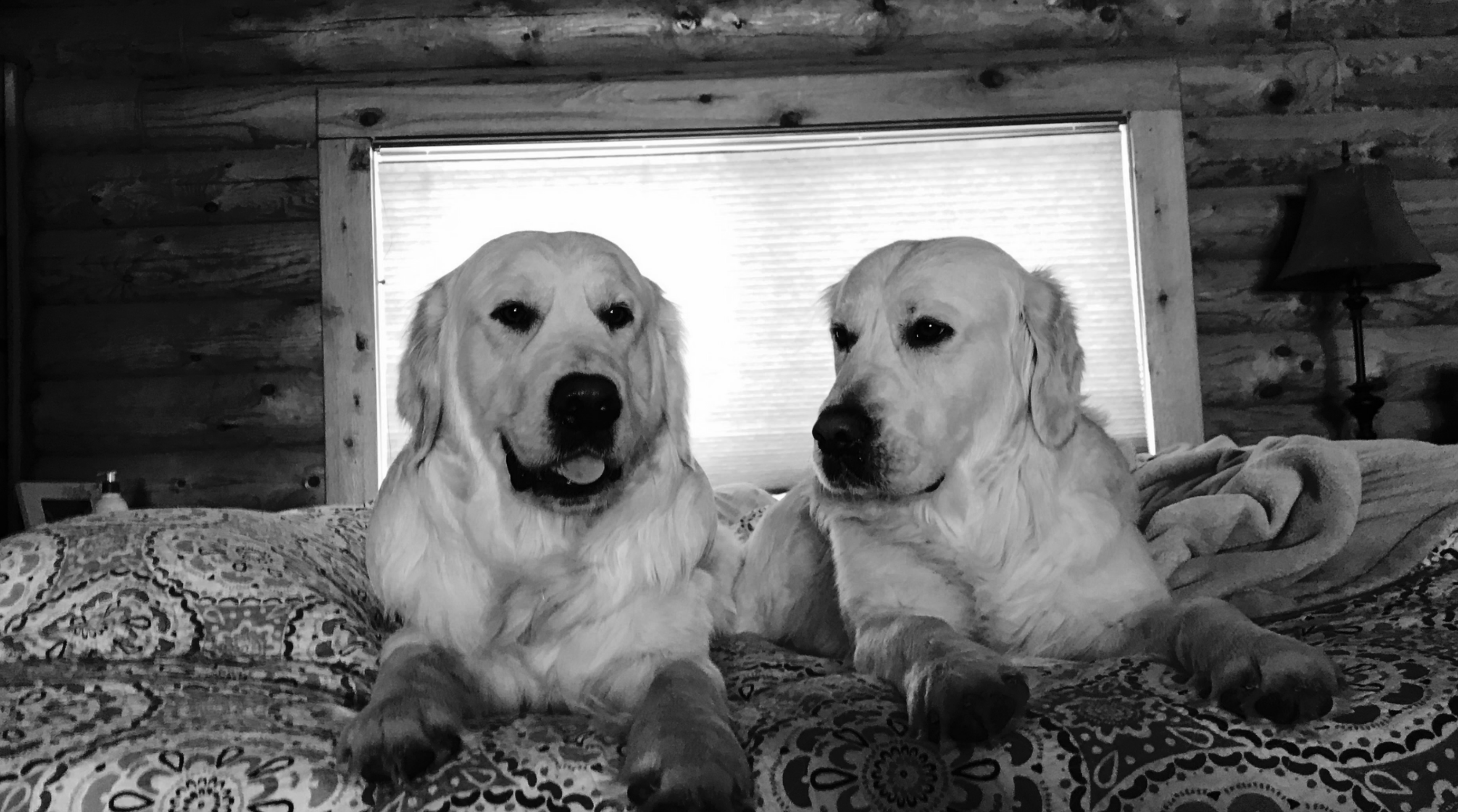 Blue Creek house fire leaves family with nothing, searching for missing dog