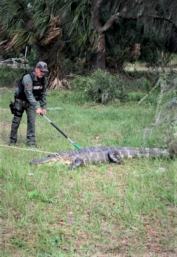 Deputy approaches 9' 2" alligator.
