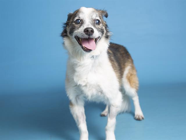 Humane Society doggo.jpeg