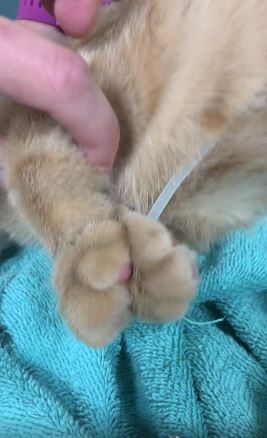 Kitten zip tie.jpg
