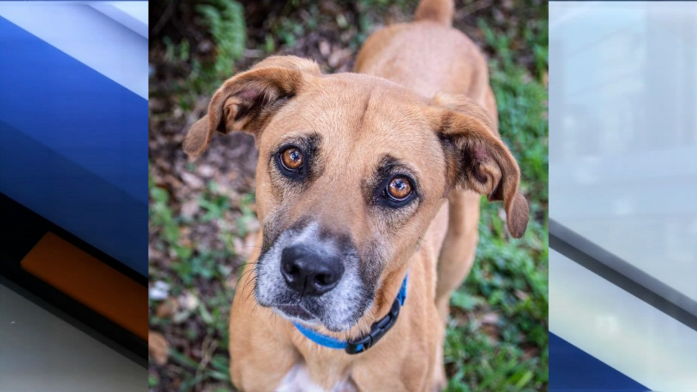 Pet of the week Baby