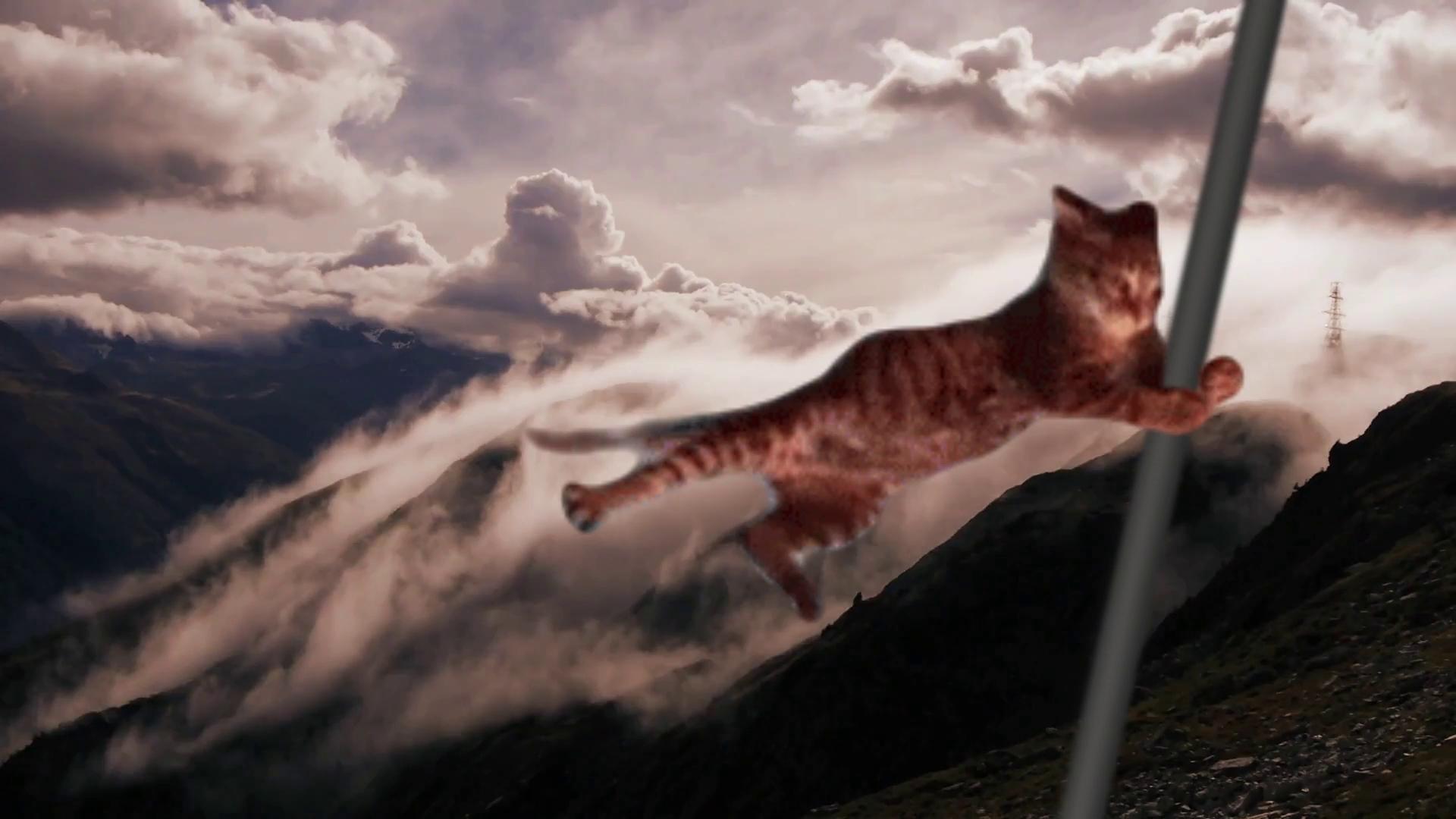 Windy mountain cat