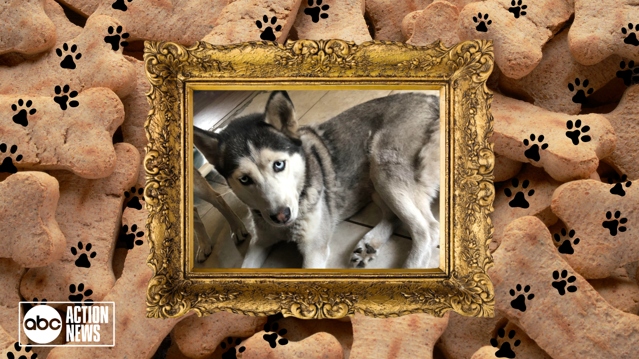 Rescues in Action: Dana