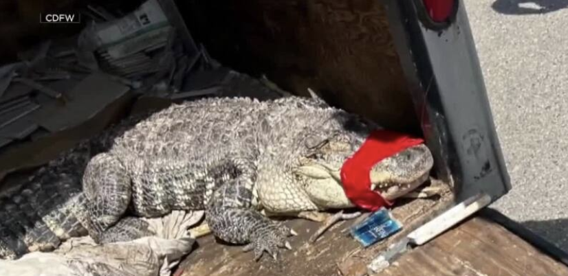 Alligator found in Sacramento River 