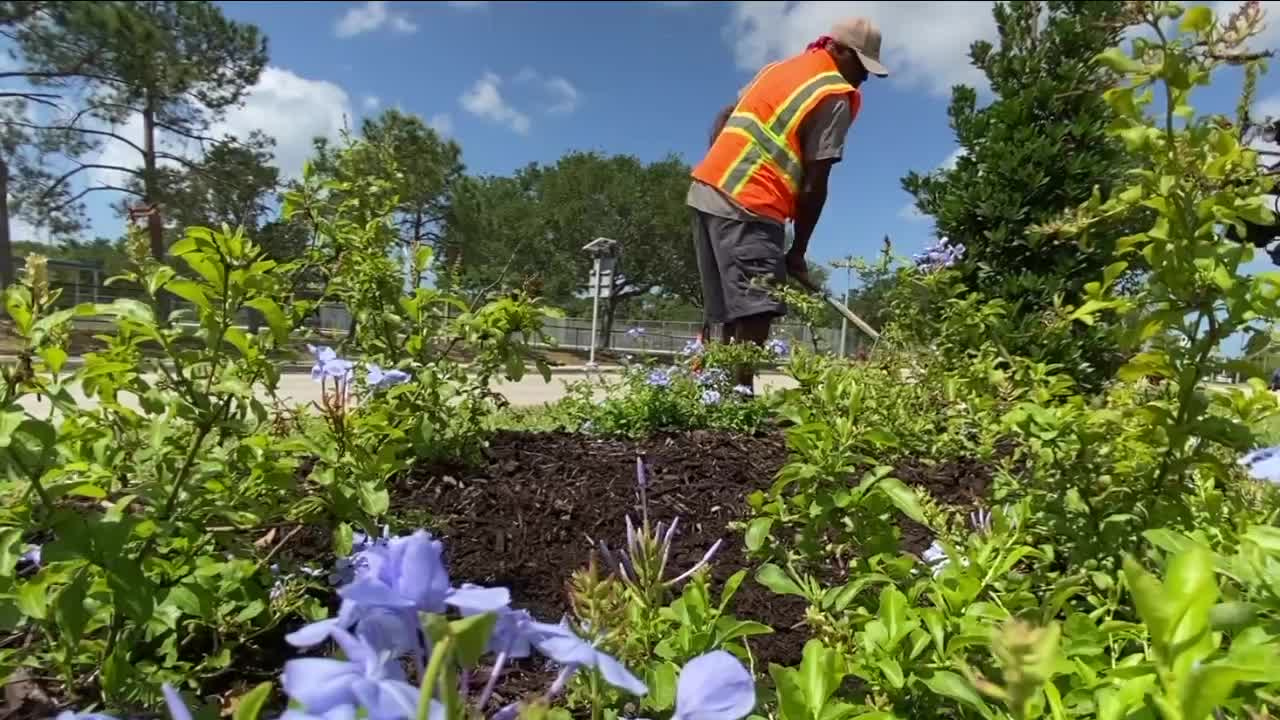 Manatee County celebrates Arbor Day by highlighting roadway median landscaping project