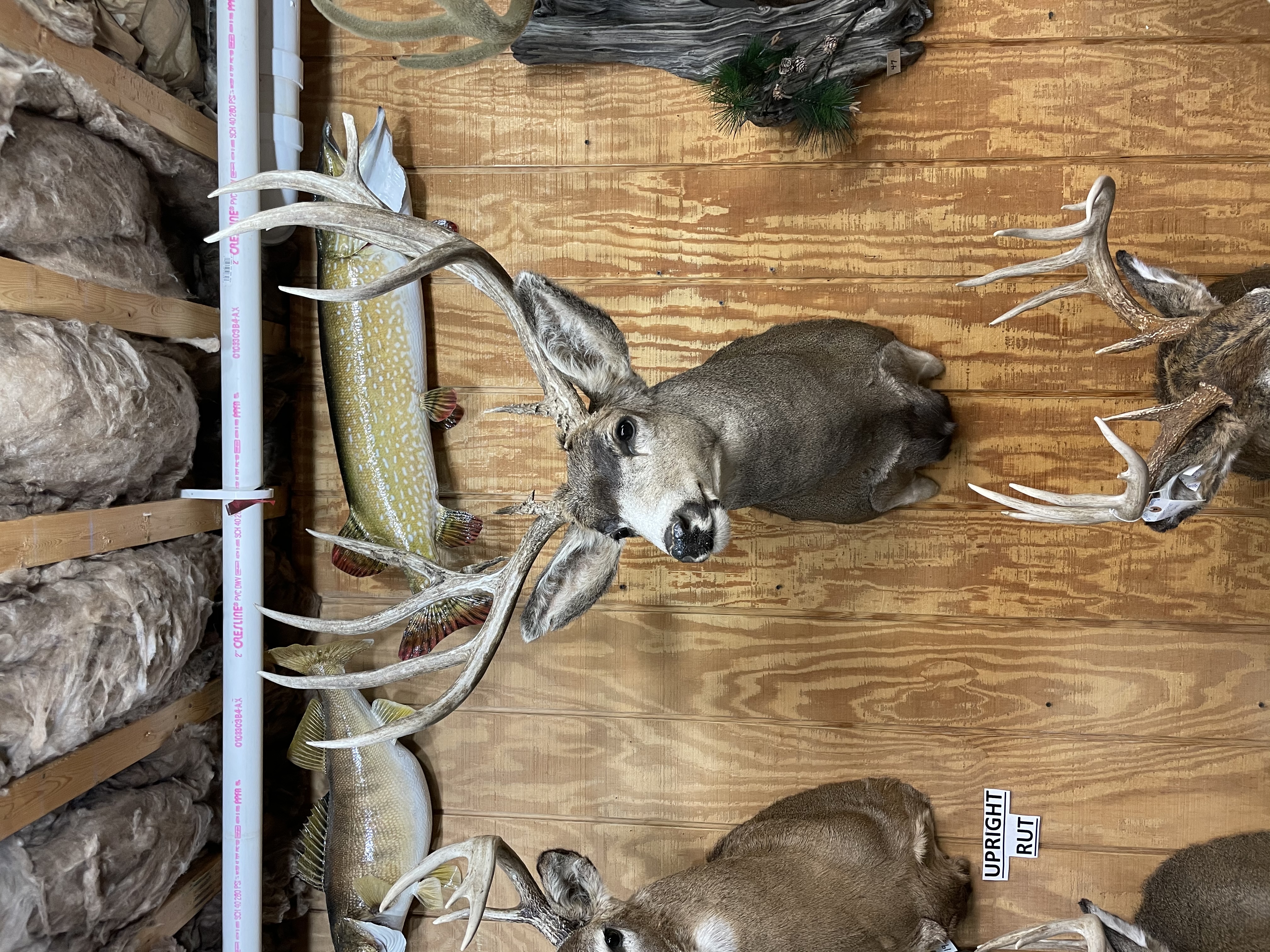 Trophy Mule Deer Illegally Harvested in Henry Mountain in 2019.jpeg