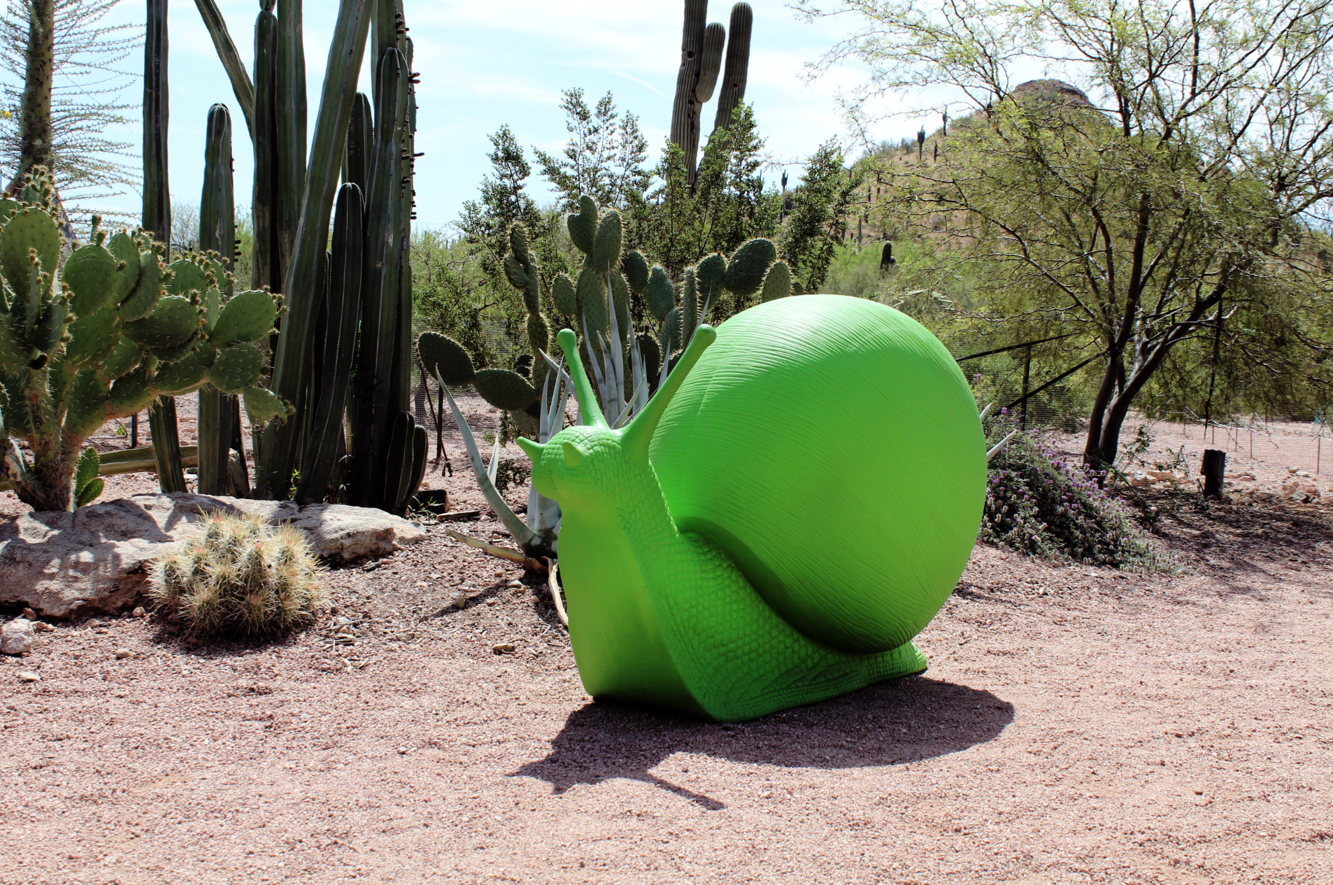 Wild Rising at Desert Botanical Garden