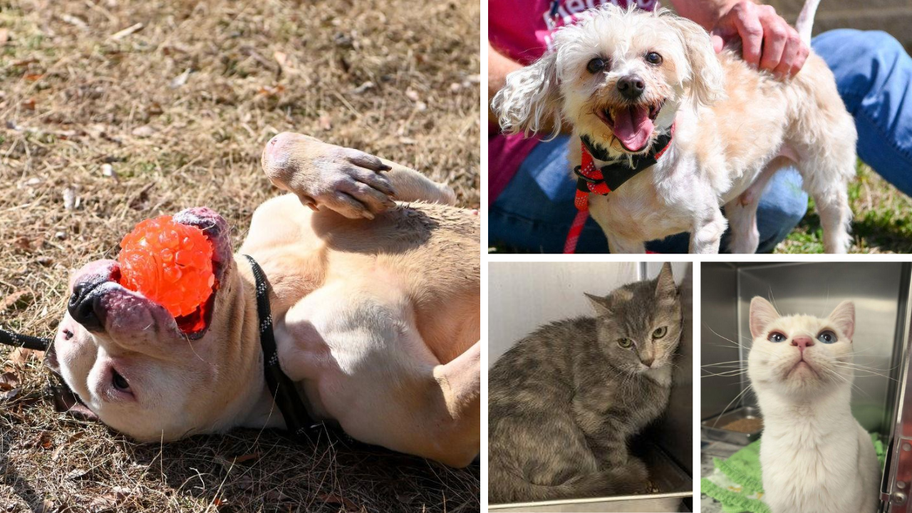 Looking for a new pet? Henrico County hosting adoption event this weekend