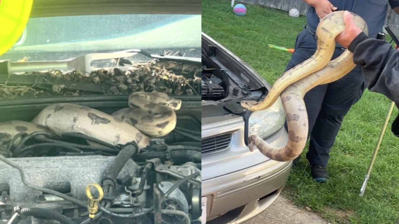 A boa constrictor that a Wisconsin family found curled up under the hood of their car.