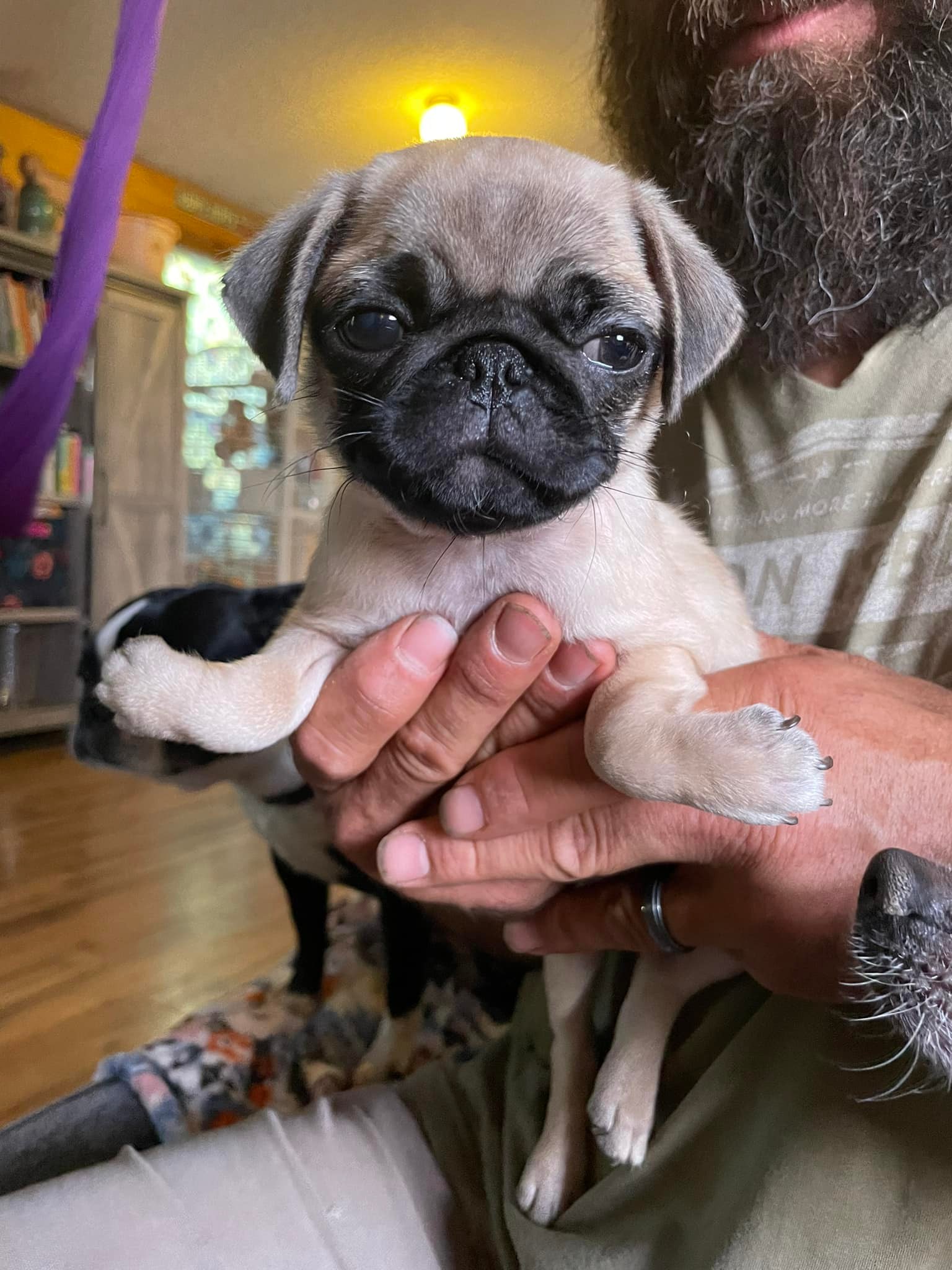 Mila, a pug puppy with bilateral luxated elbows