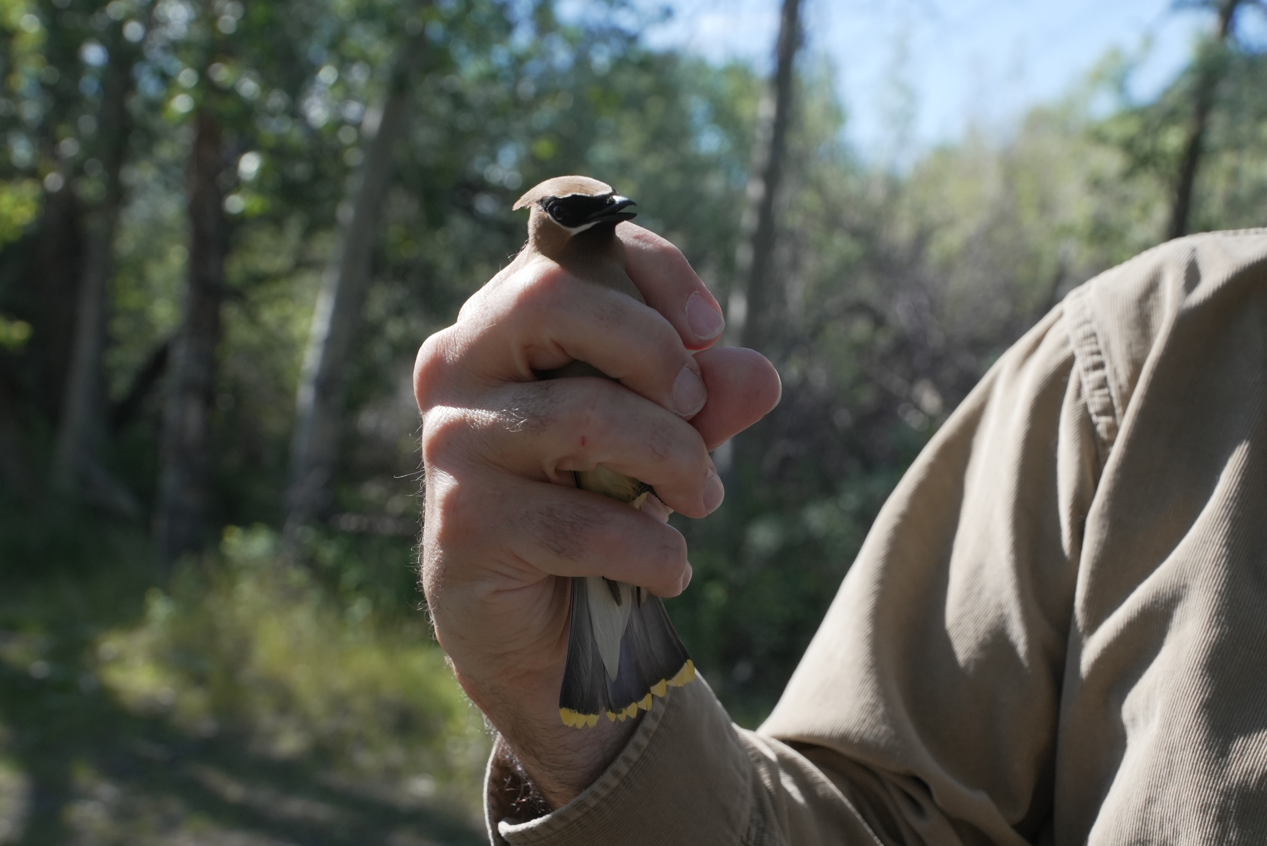 bird banding