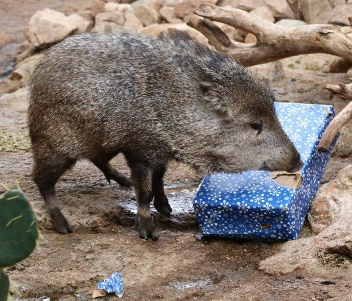 Animal with Present crop.jpeg