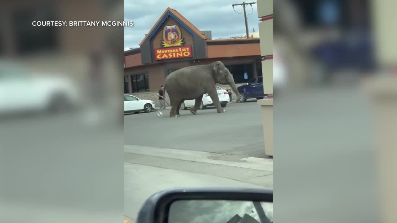 Runaway Elephant 