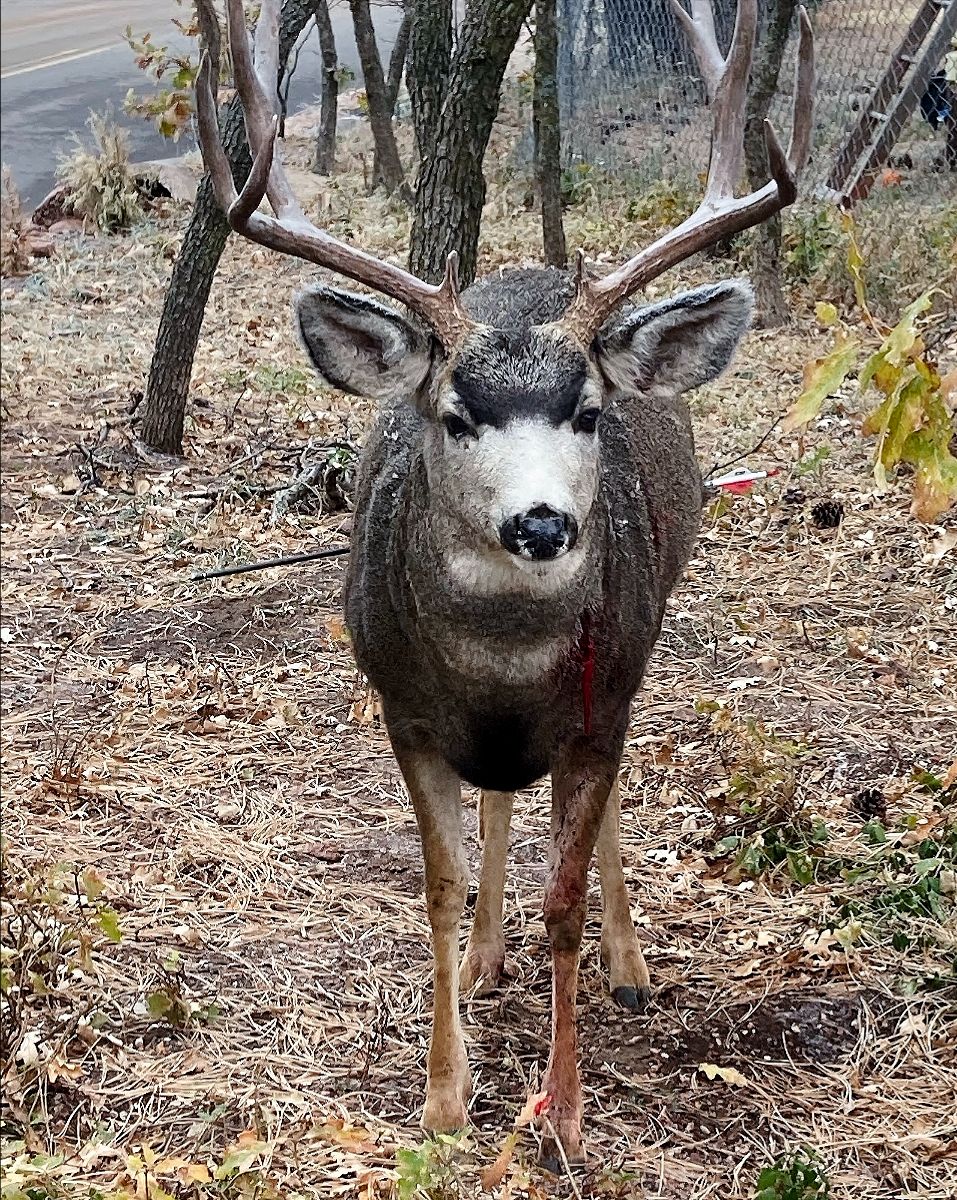 Poached Deer in Palmer Lake