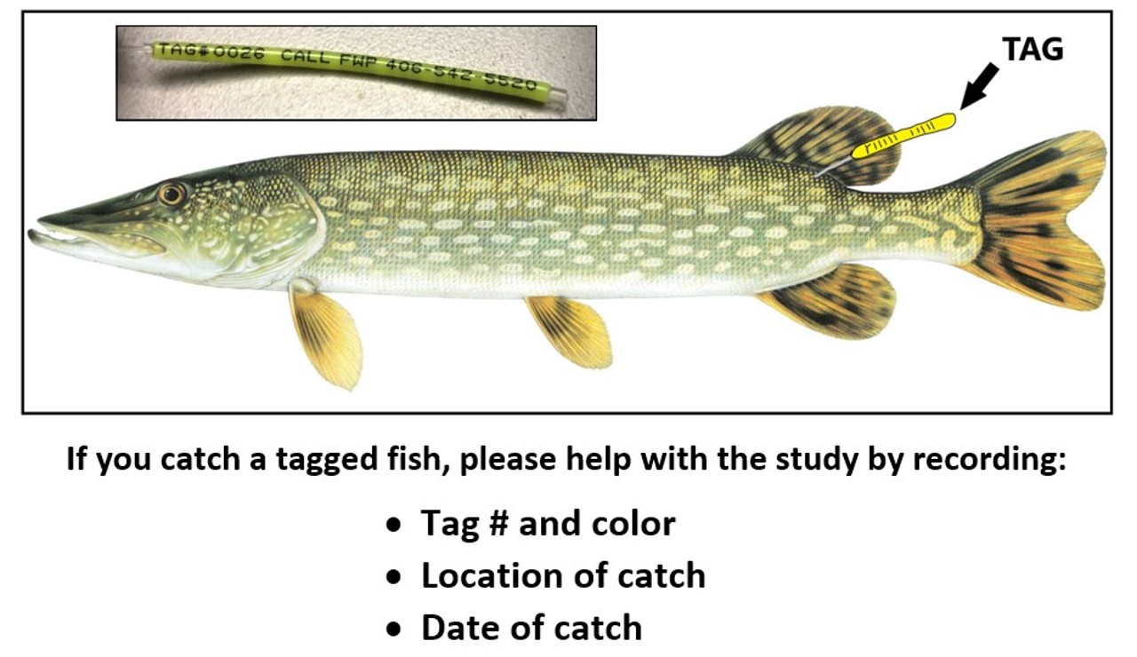 northern pike fish study info