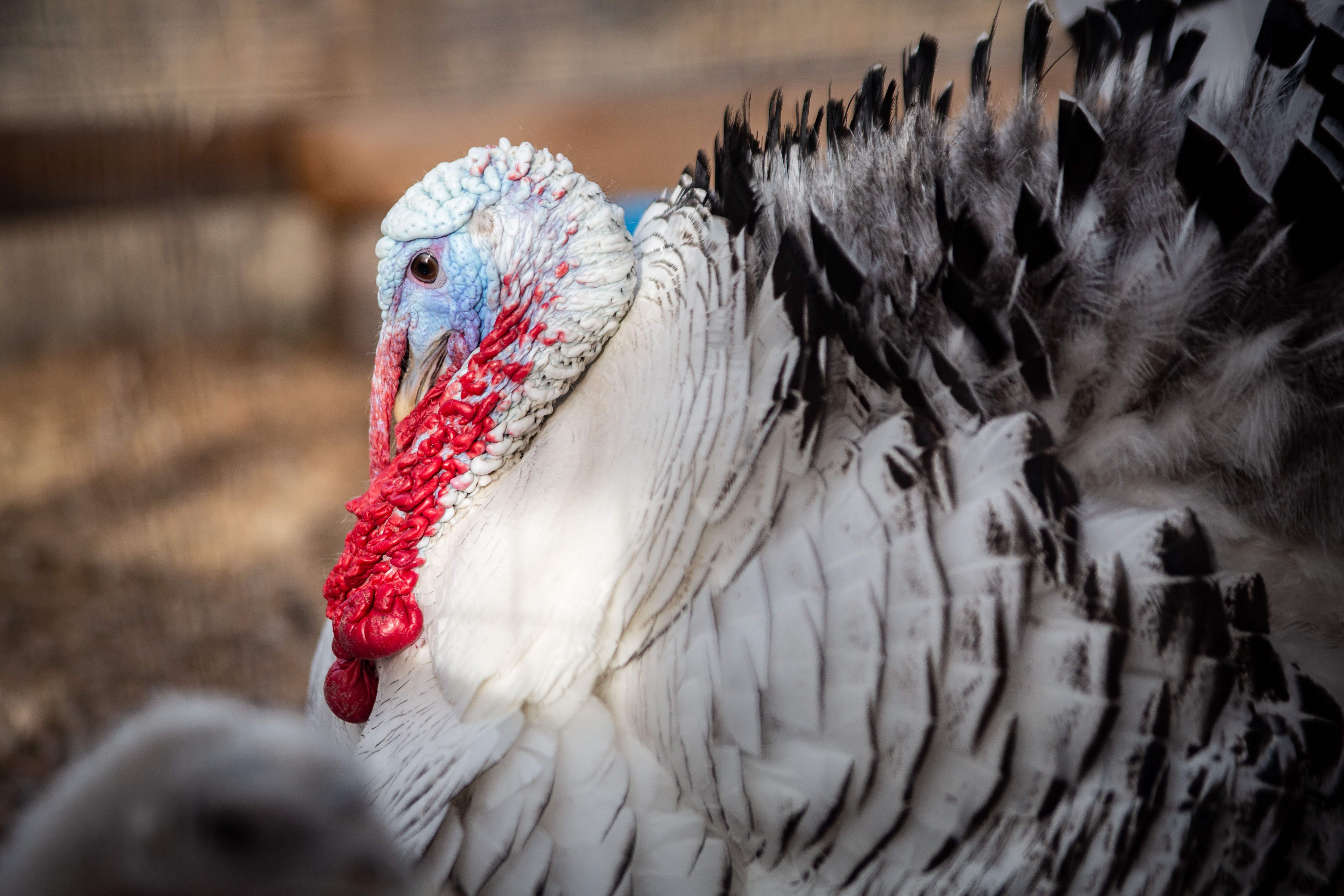 Turkey on a Farm