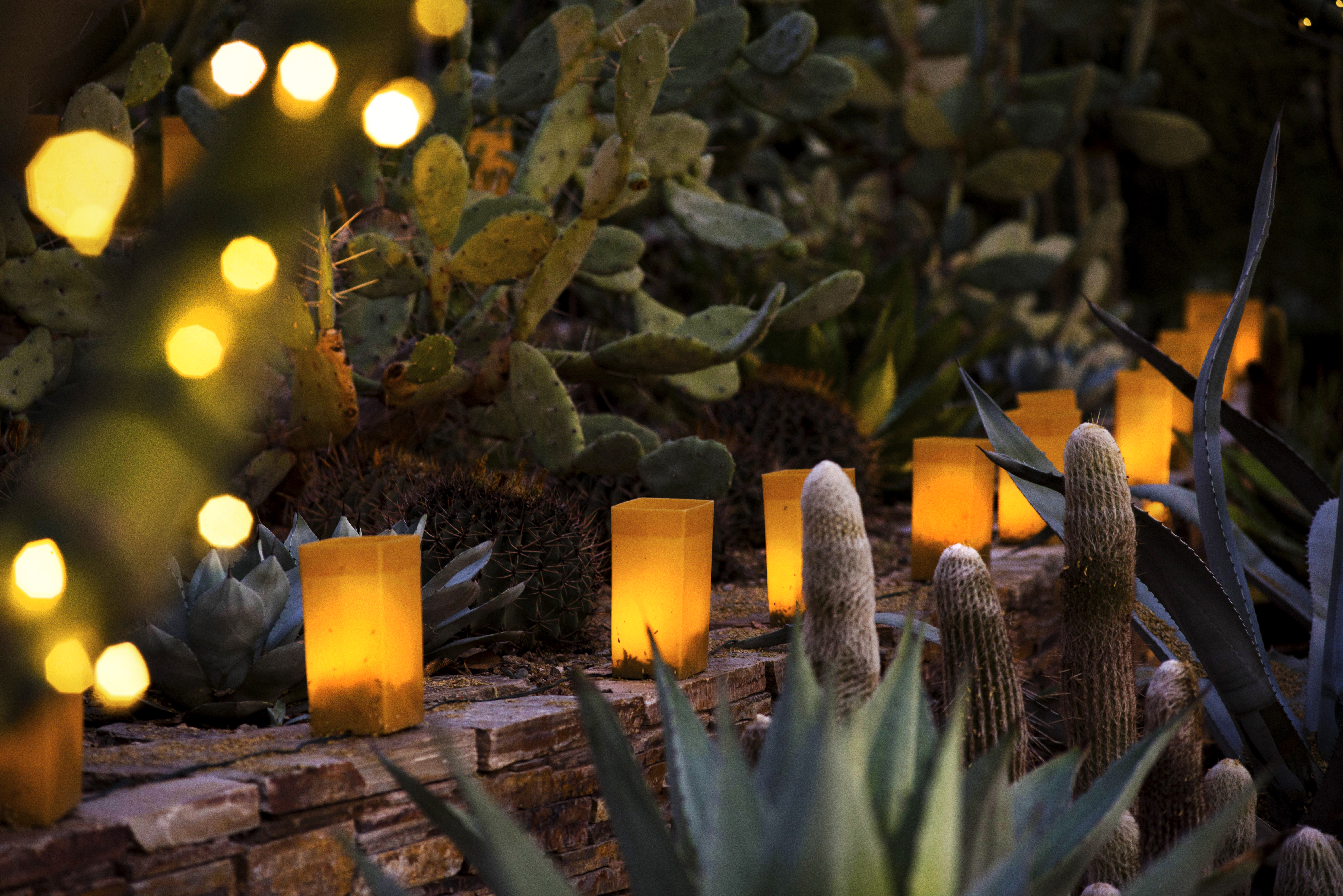 Las Noches de las Luminarias - Desert Botanical Garden