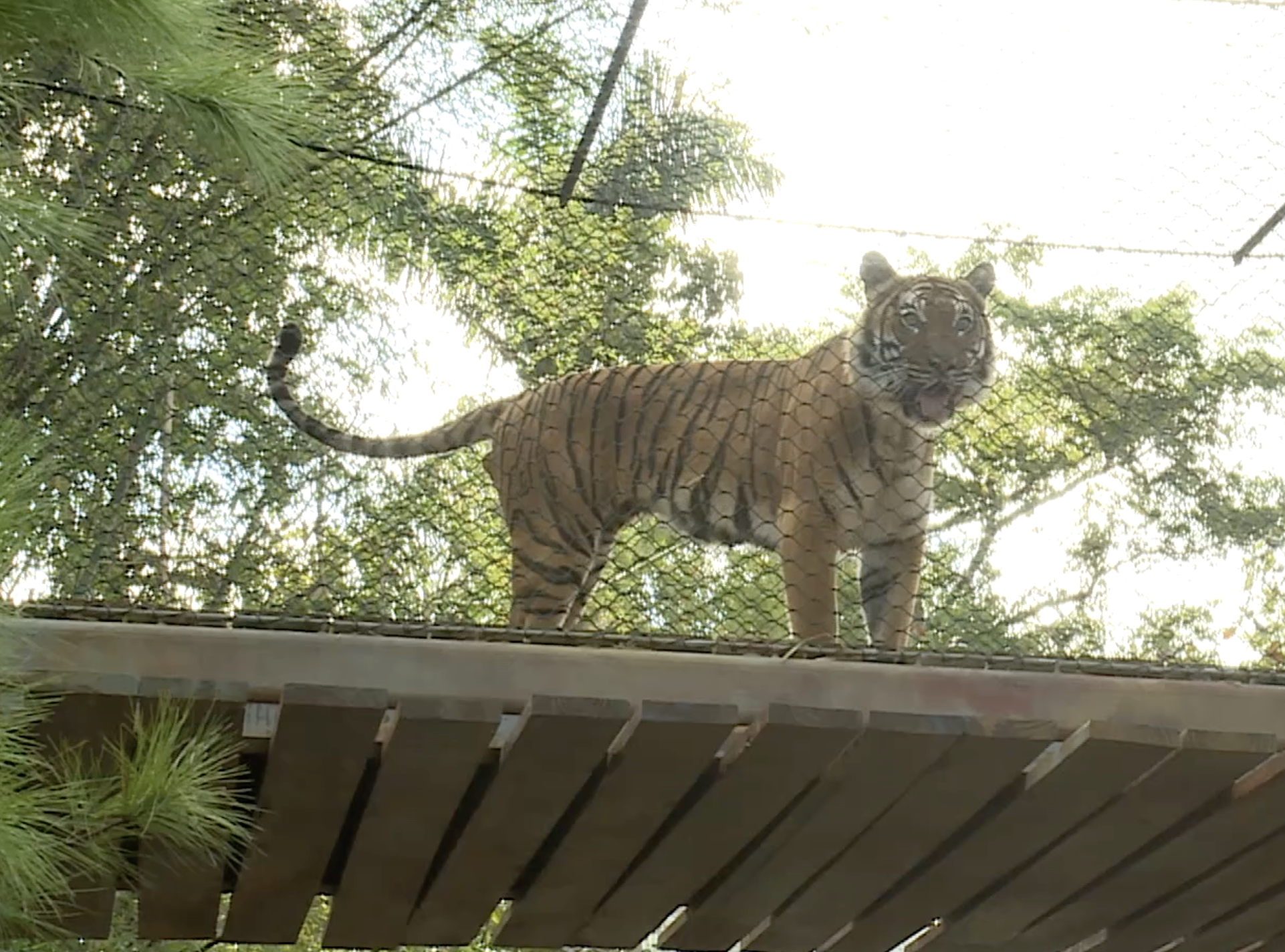 Tiger Forest Palm Beach Zoo.png