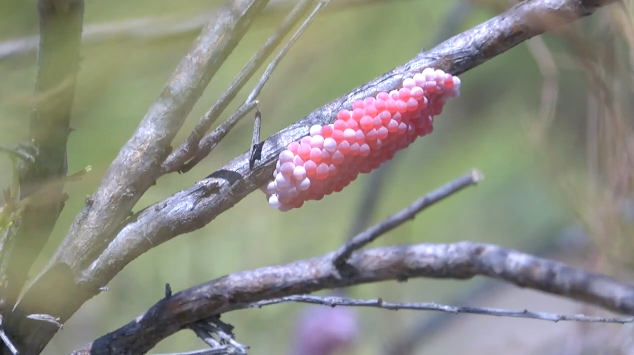 channeled apple snail