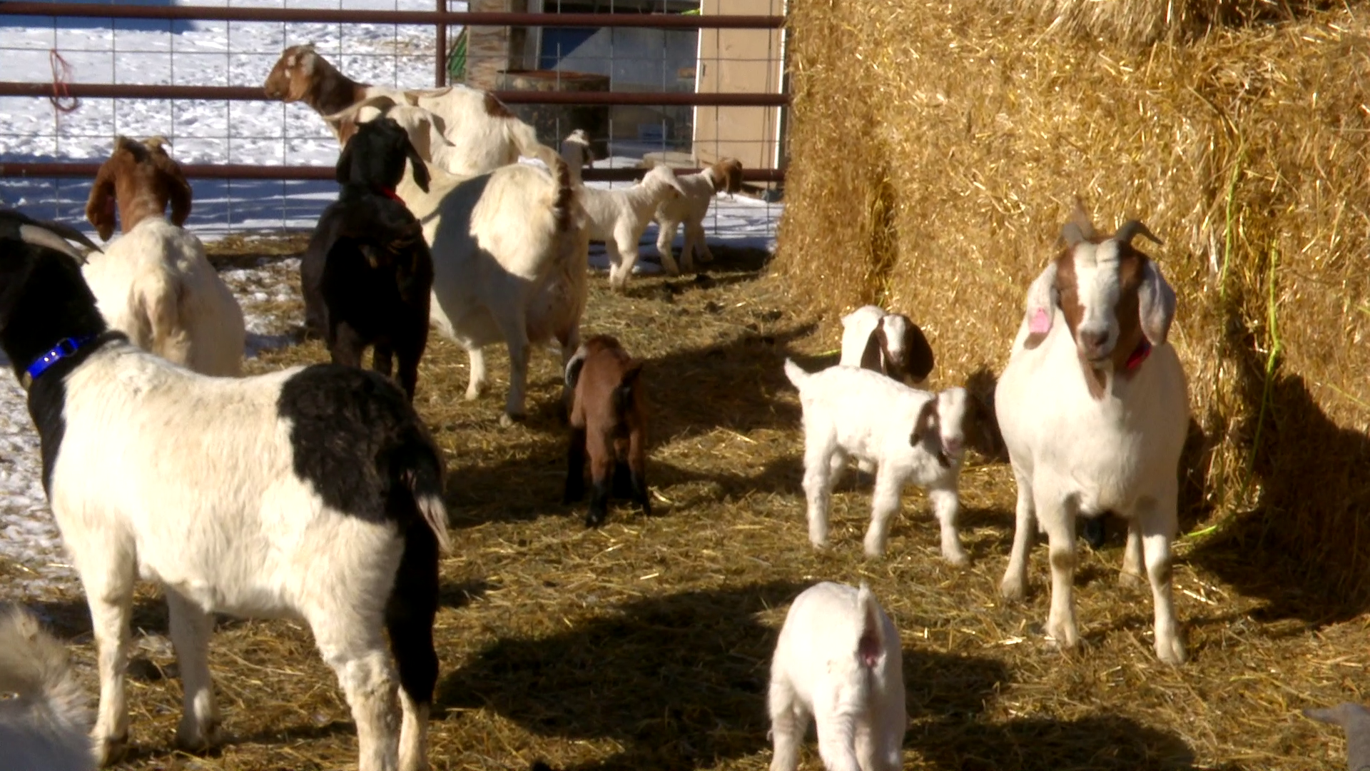 'Goat MT'