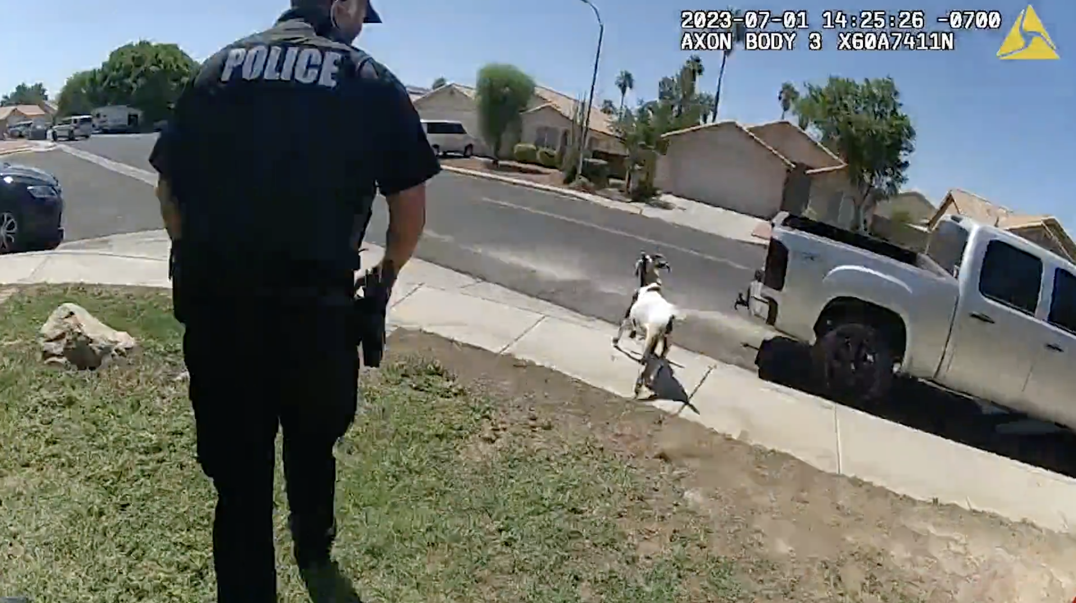 Glendale Goat rescue
