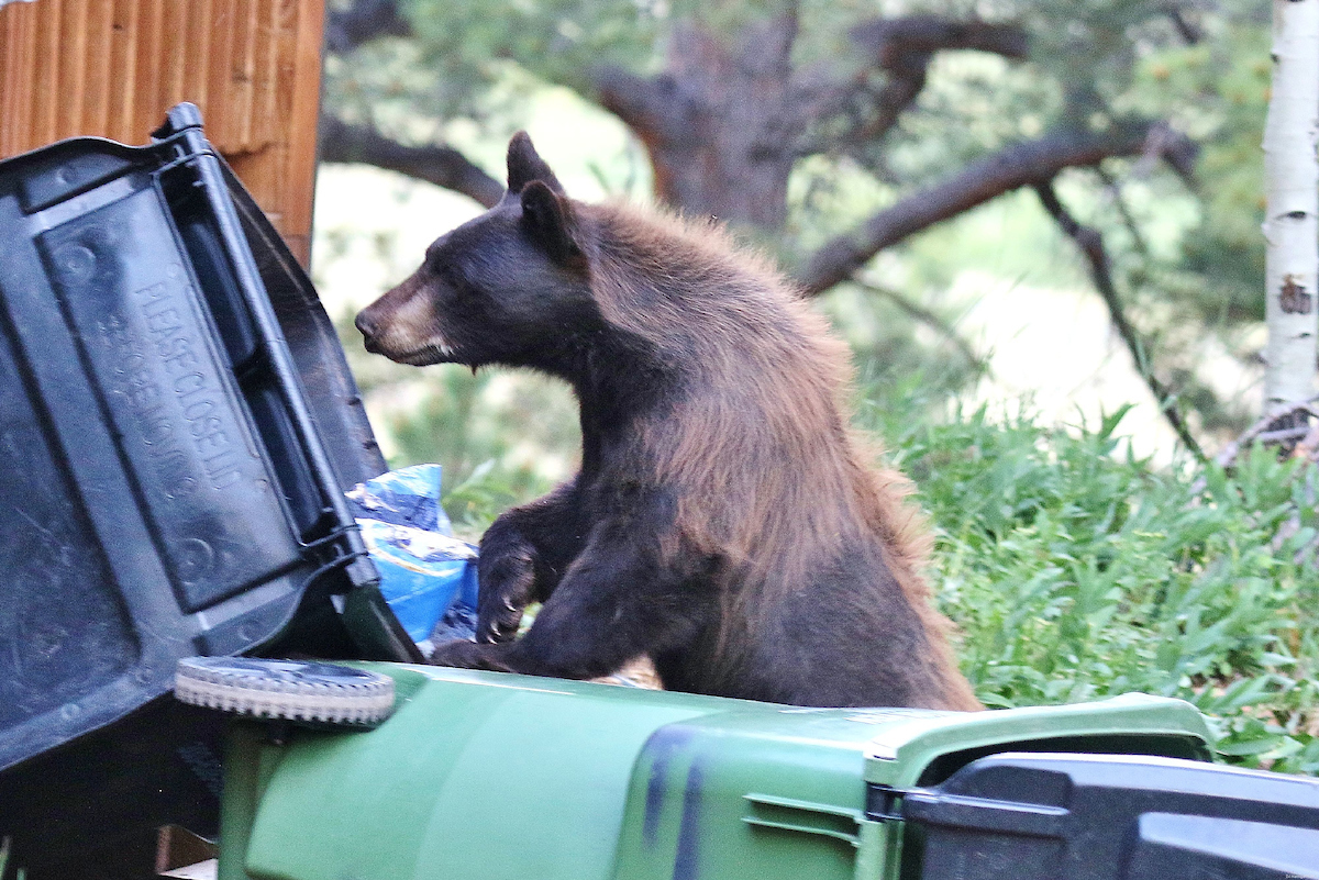 black bear