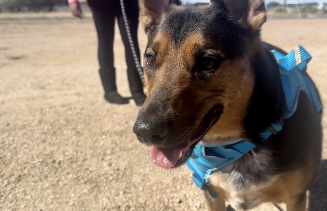 Sierra Vista hosts pet CPR class to help animal professionals in Arizona be prepared for pet distress calls 