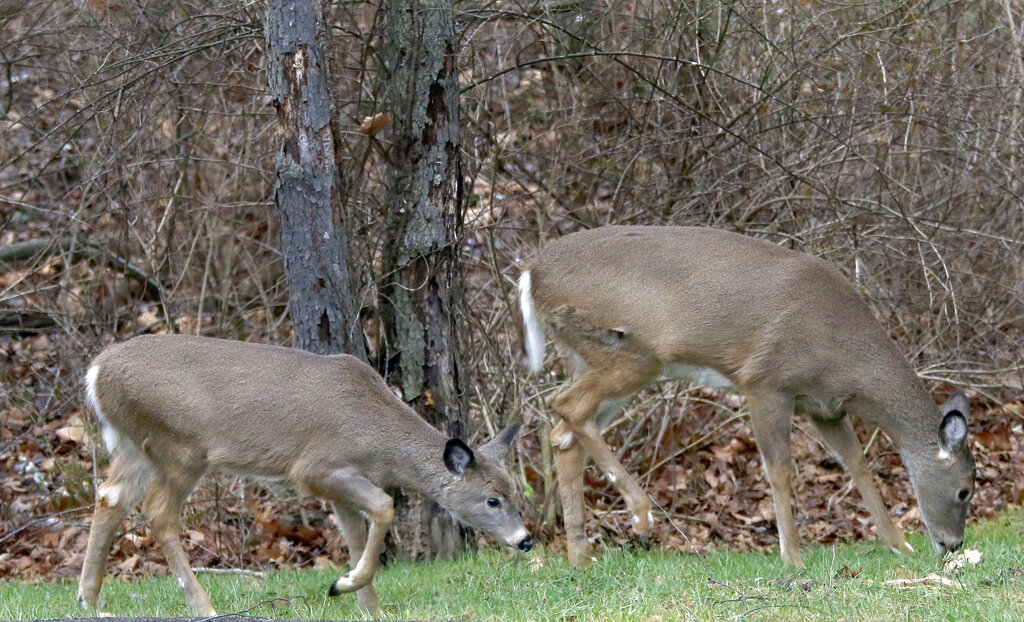 White-tail deer use this picture
