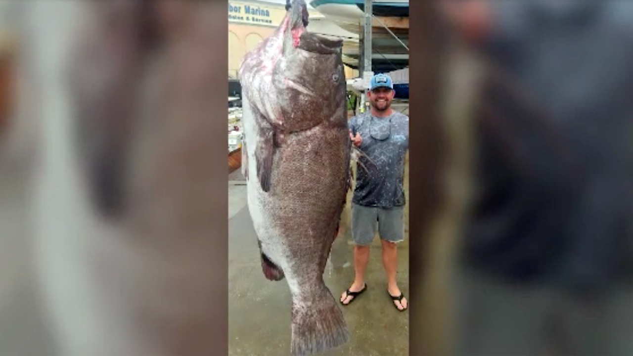 A fisherman in Florida hauls in a monster catch.