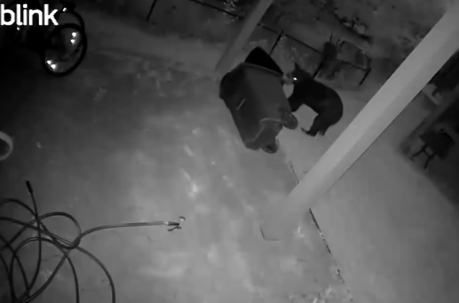 Black bear in Central Maryland 