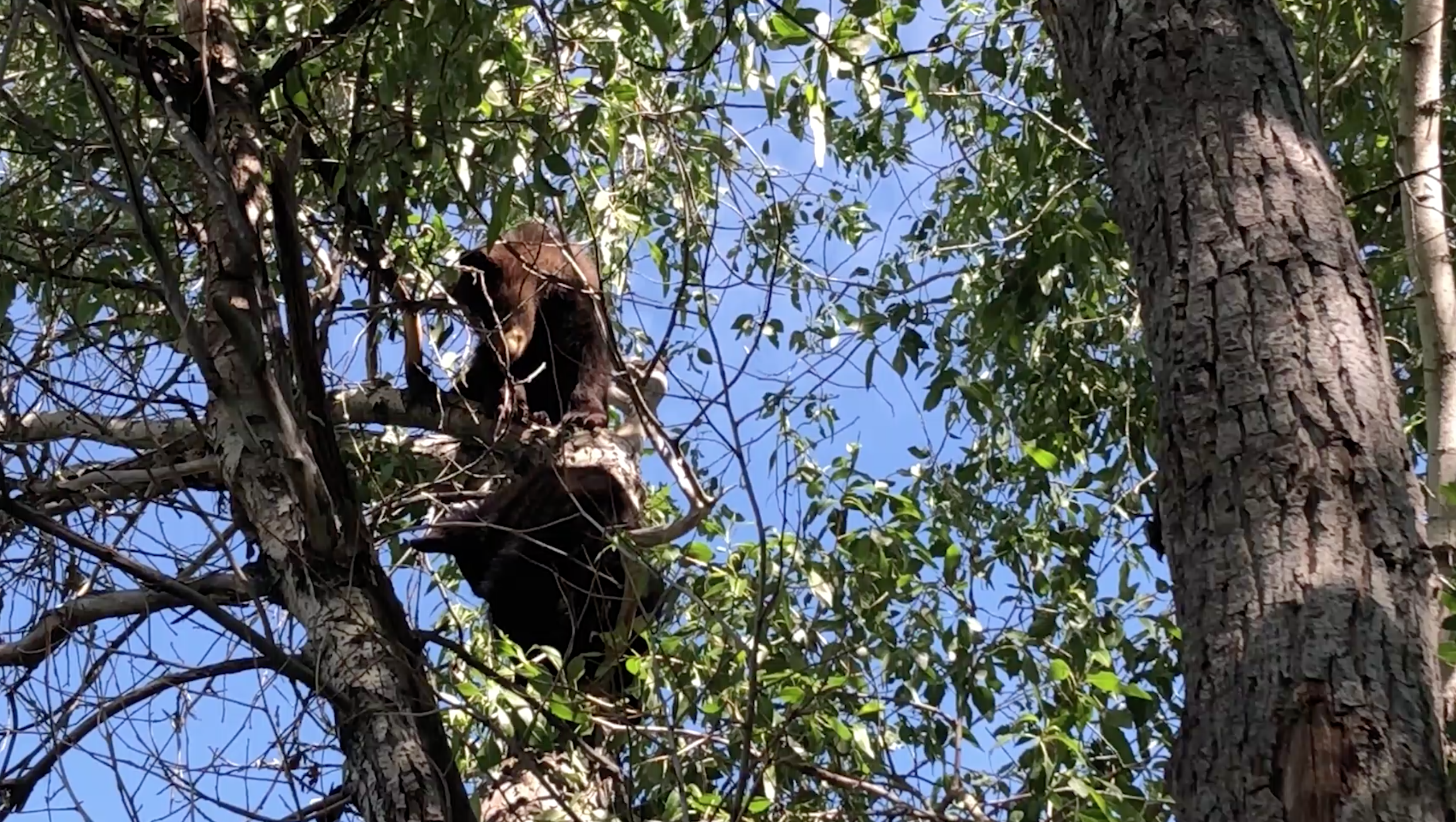 cubs in tree