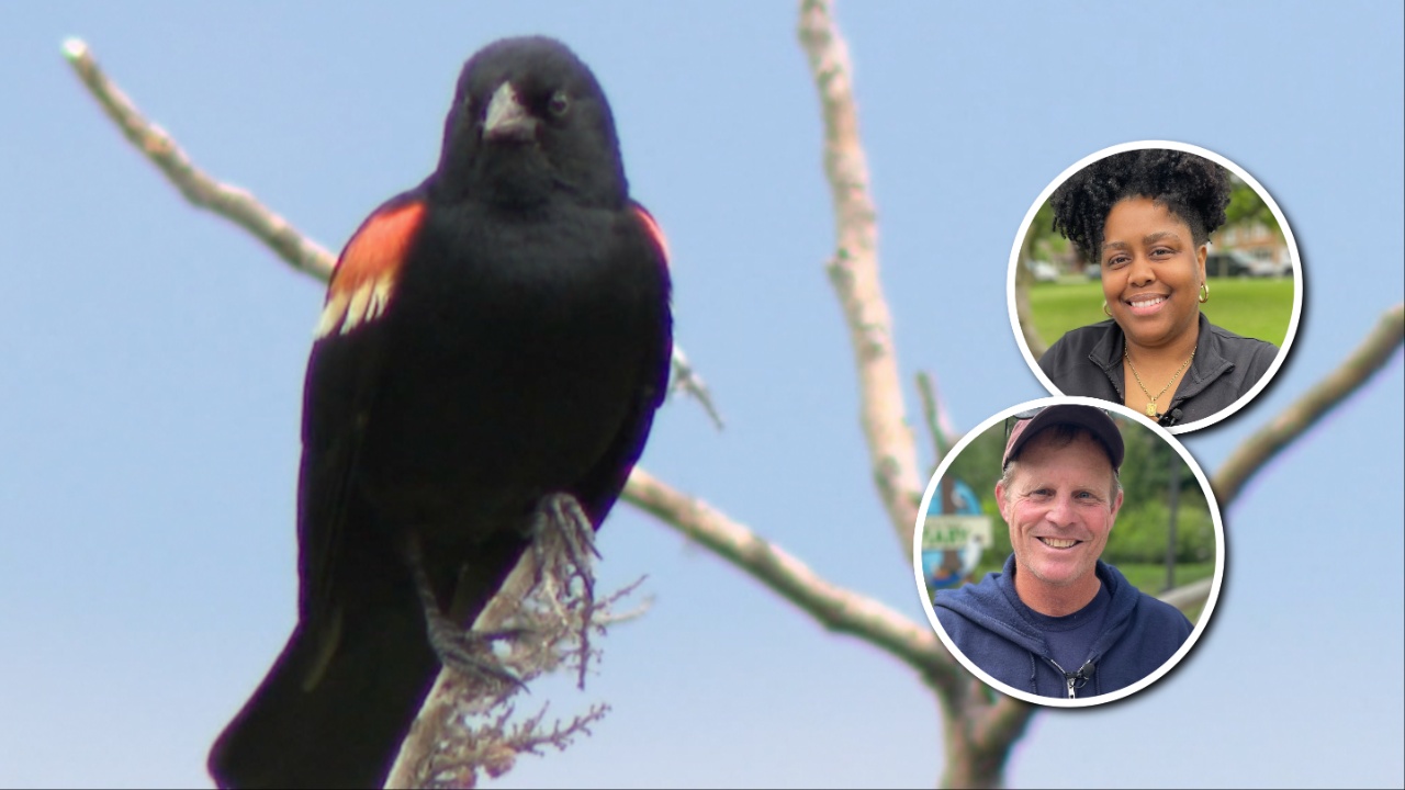Watch your head: 'Aggressive' red-winged blackbirds are nesting near Atwater Beach this summer