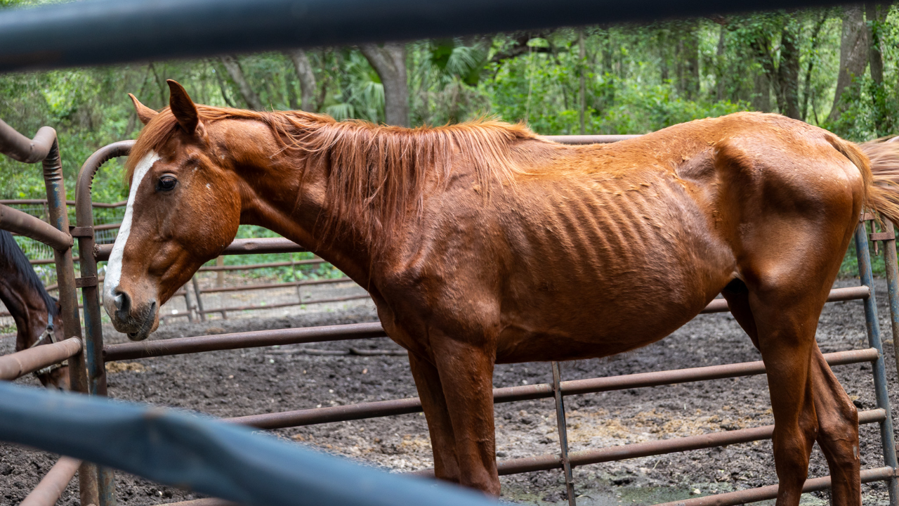 horse dies citrus.png