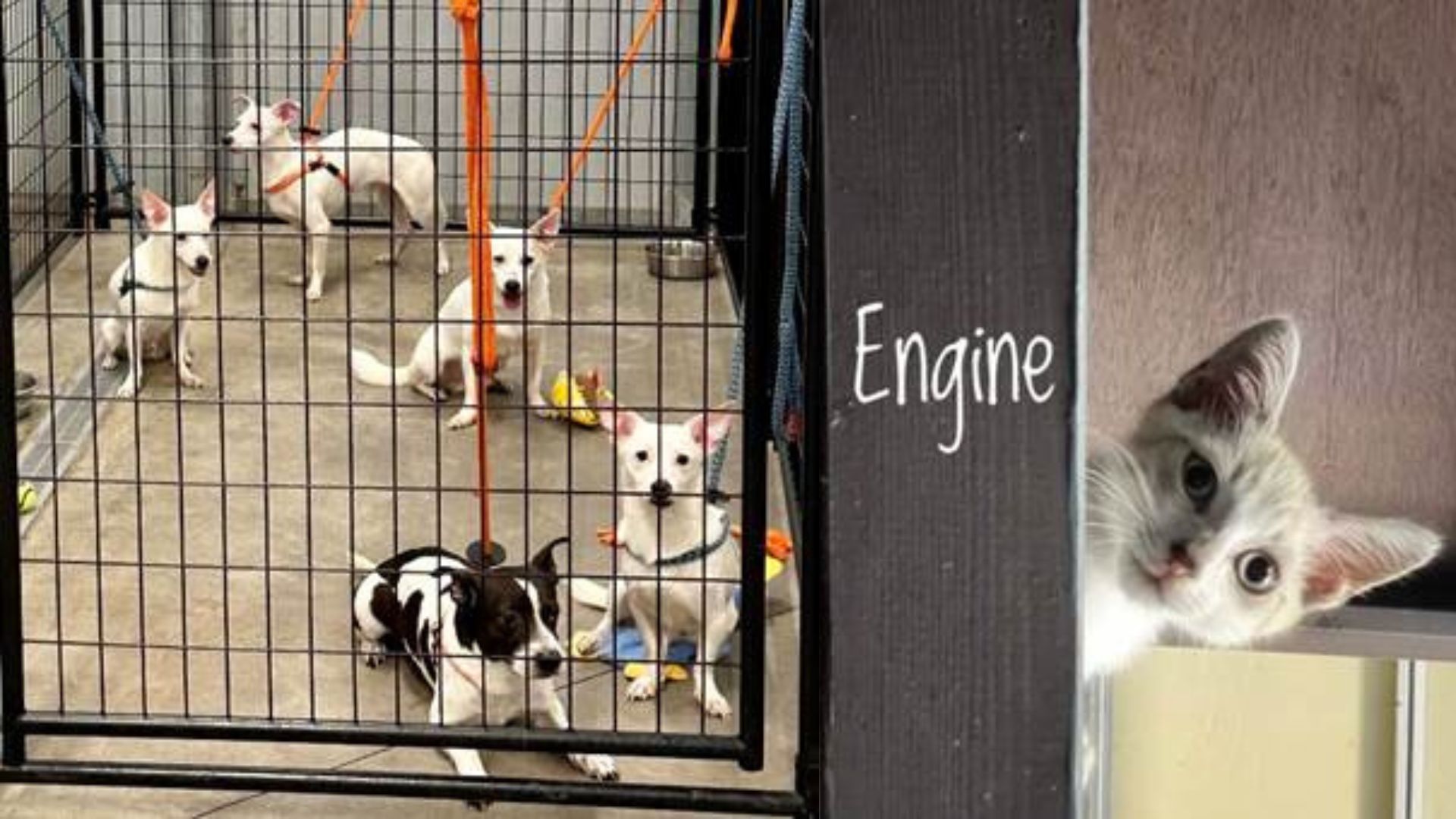 pets flown to san diego from maui