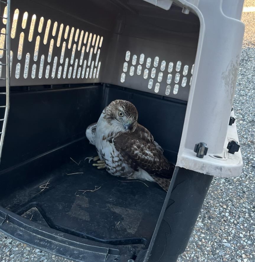 Virginia troopers save red-tailed hawk caught in wires on interstate - Vimarsana News