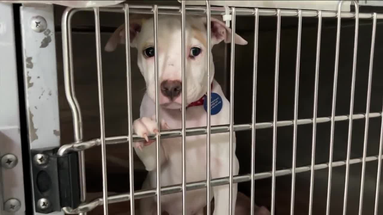 Pet shelters overcrowded
