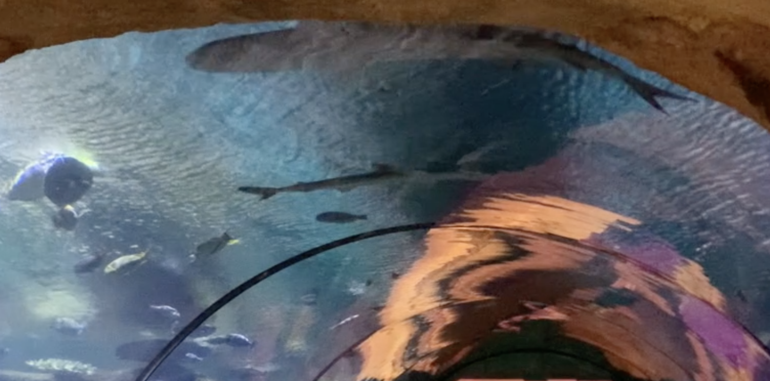 Shark Reef.png