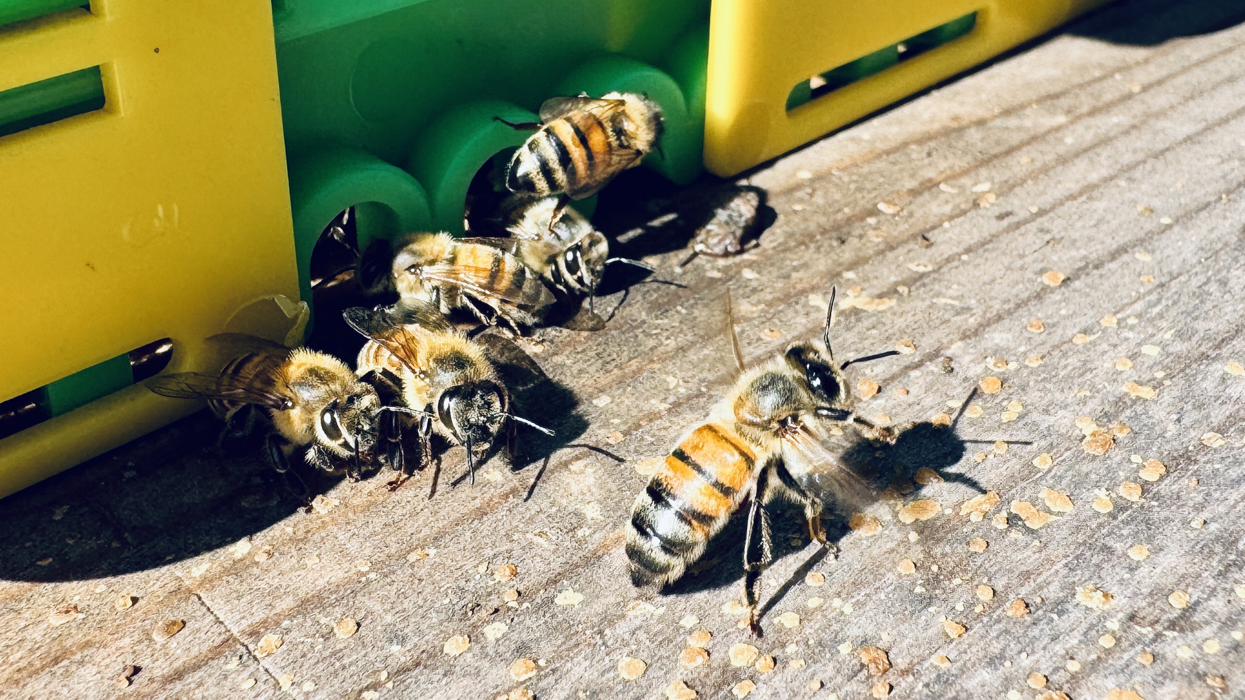 Honey bees in a backyard apiary in Citrus County