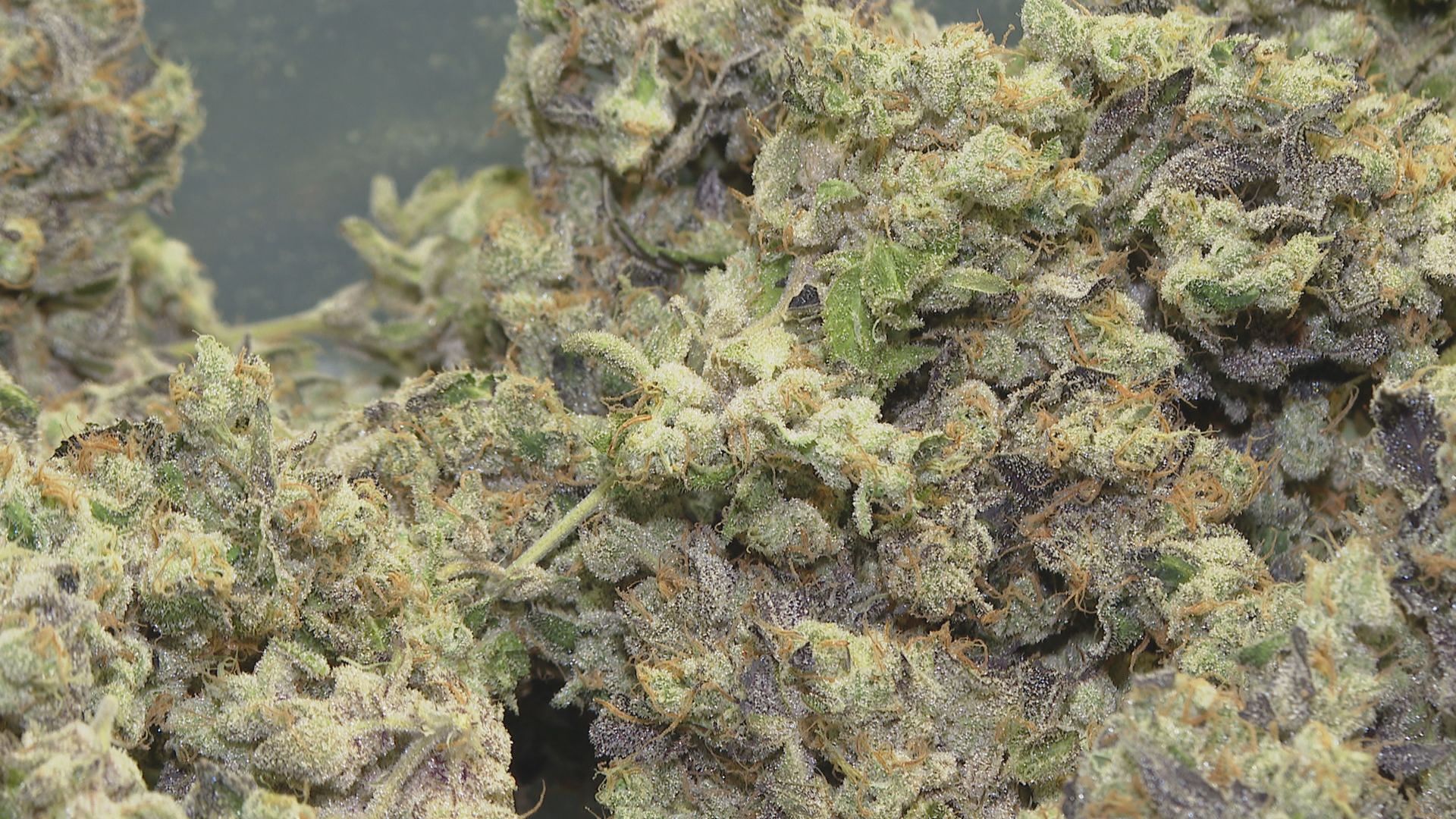 Historic marijuana pardons aim to tackle social injustice
