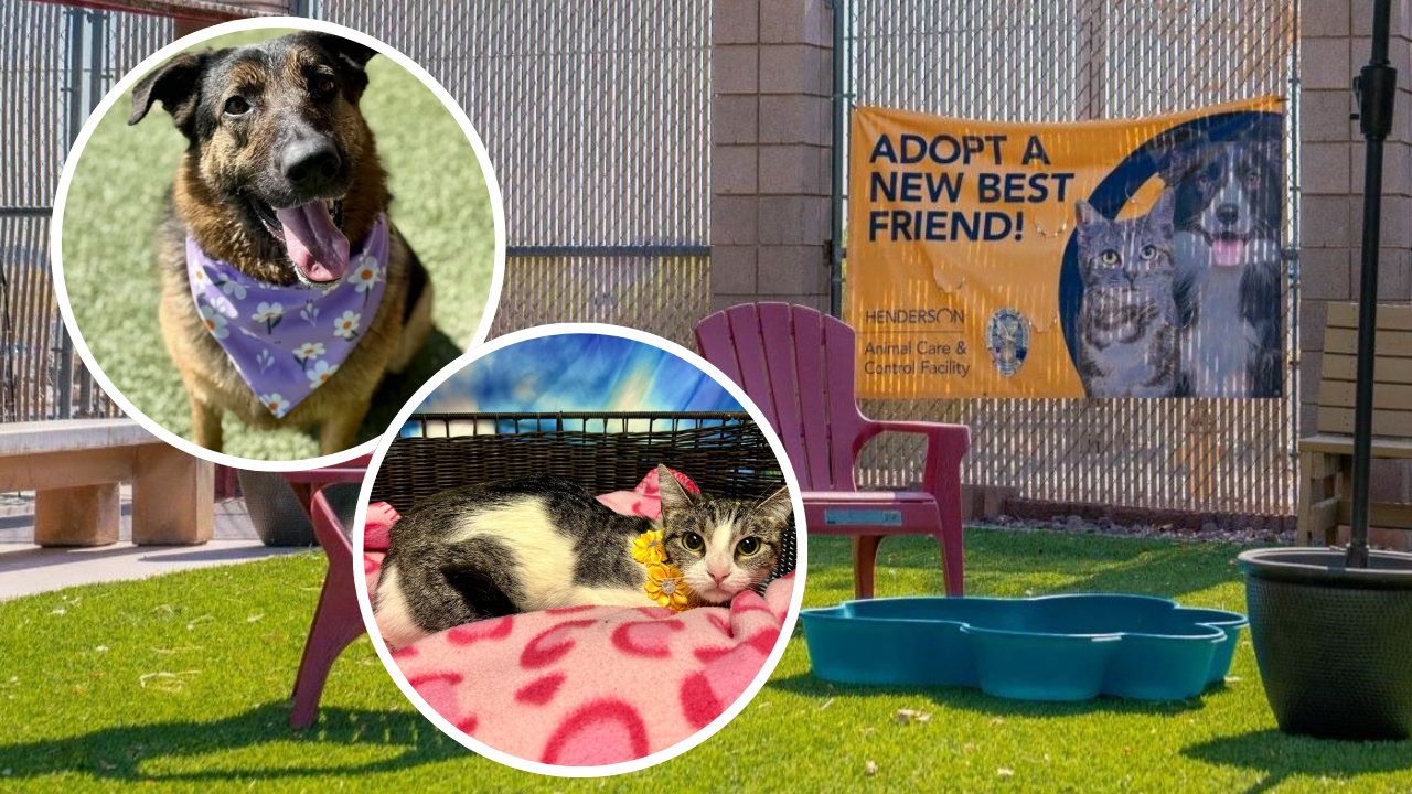 Henderson Clear the Shelters 2025