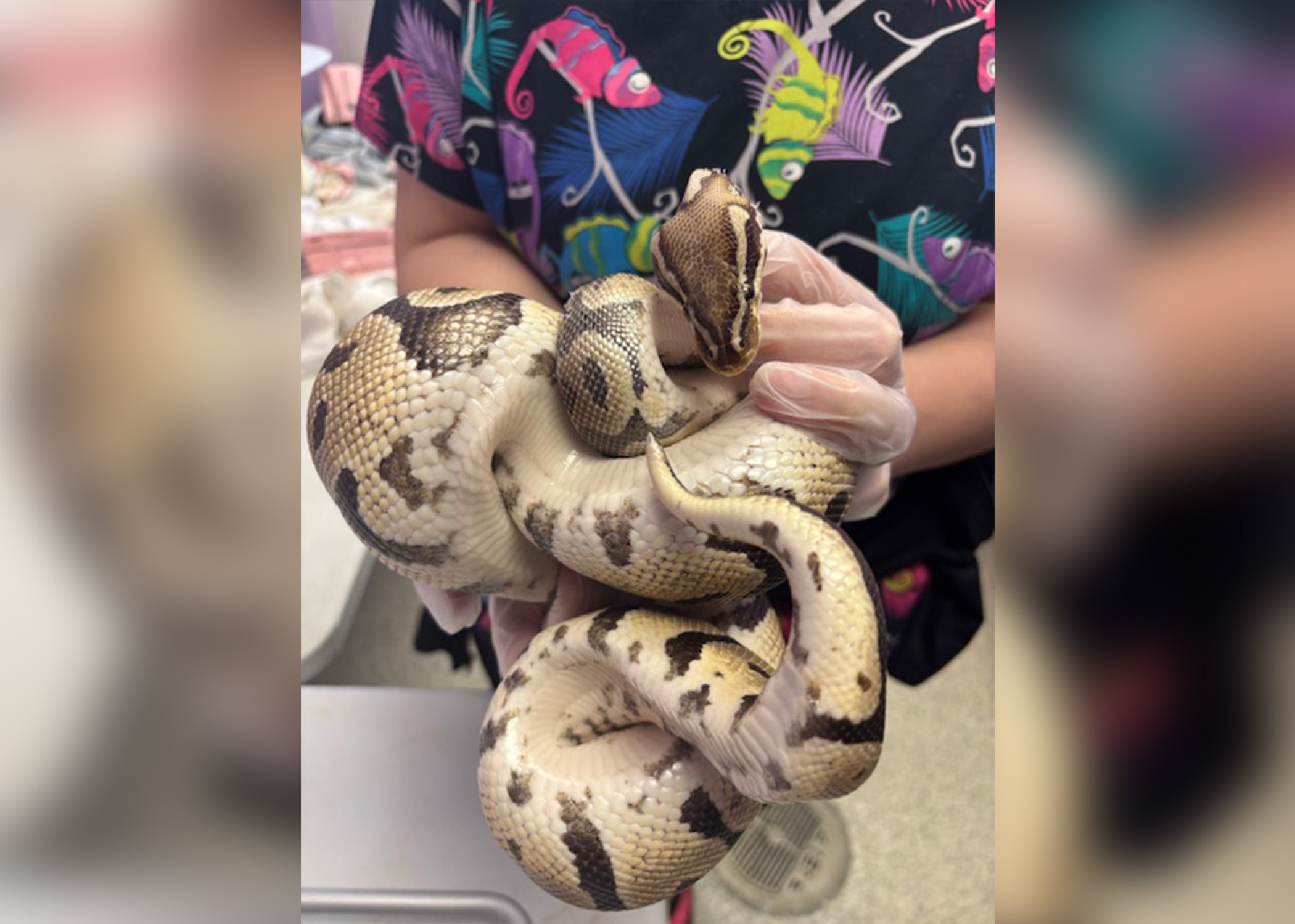 Snakes at BARCS.jpg