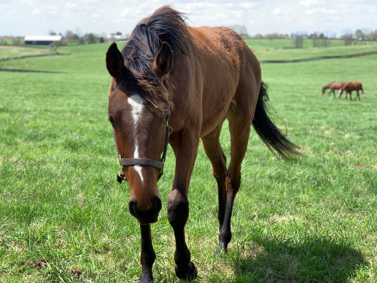 HorseCountry3.jpg