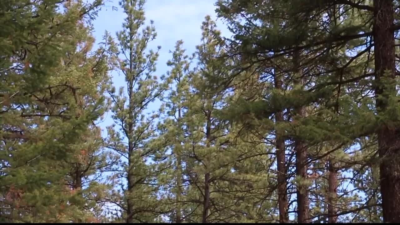 Daines, Feinstein introduce forest management bill
